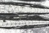Polished Orthoceras (Cephalopod) Plate - #68368-2